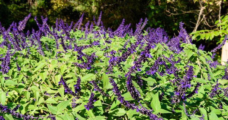 Exploring Salvia Drug Uses, Effects, and Risks In Detail